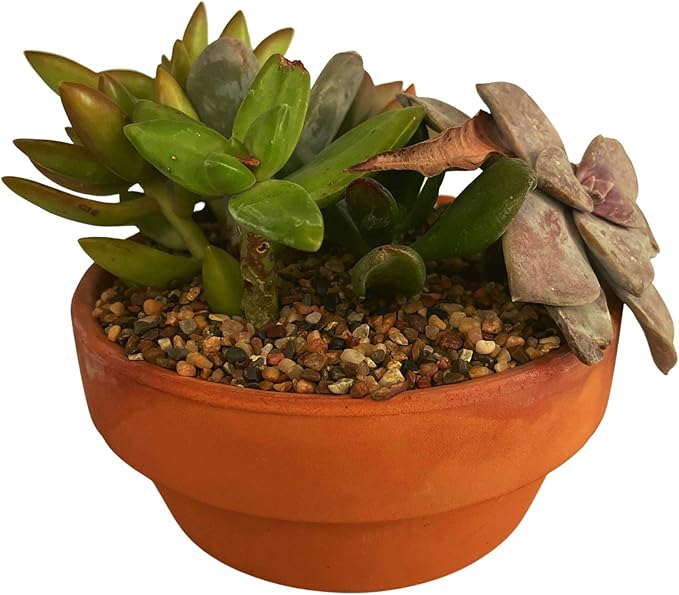 IPW Industries Water Softener Gravel - Garnet Filter Bed Media for Filter Tanks, Water Conditioners, and Water Softeners - Pure Filtration Grade Bedding Perfect for Backwashing Tanks (15 Lbs)