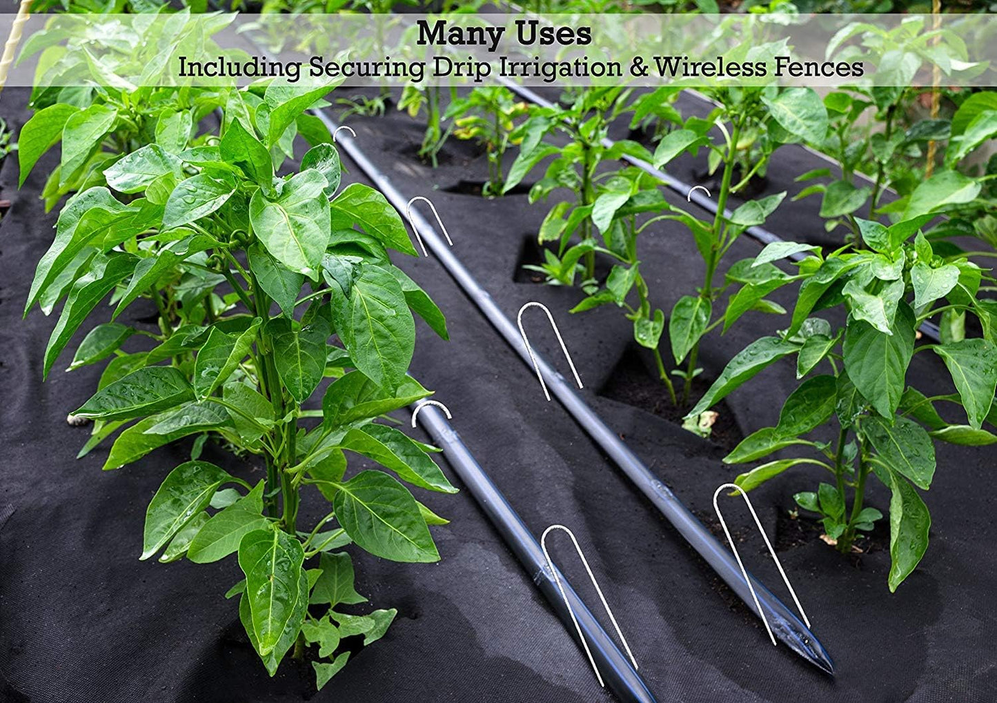 Sandbaggy Galvanized 6-Inch Landscape Staples ~ 9 Gauge Steel - Fabric Pins, Garden Earth Stakes, Ground Cover, Fence Anchors, Lawn Nails ~ Trusted by Organic Farmers Across The USA (200 Staples)